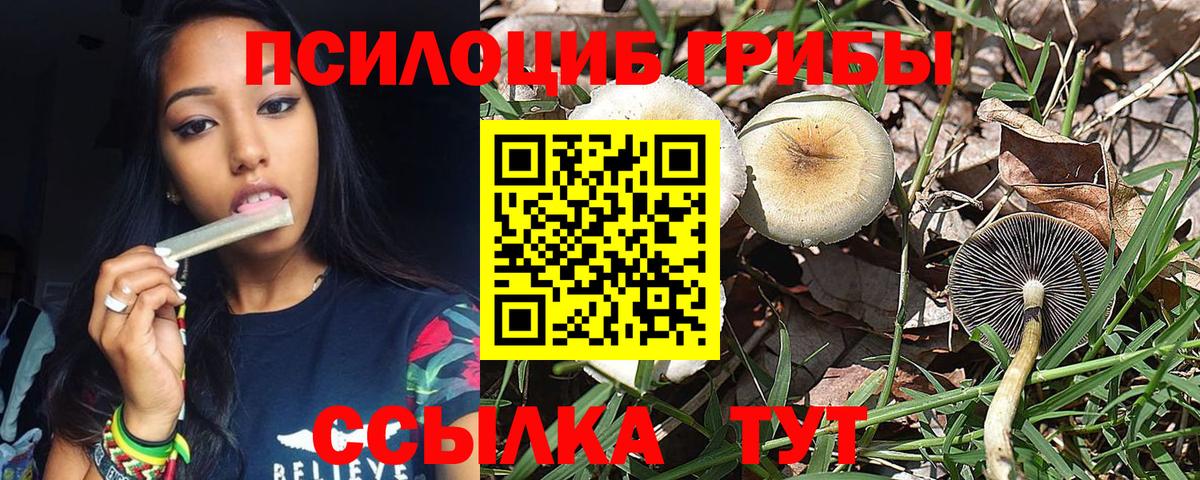 Псилоцибиновые грибы Cubensis Ипатово